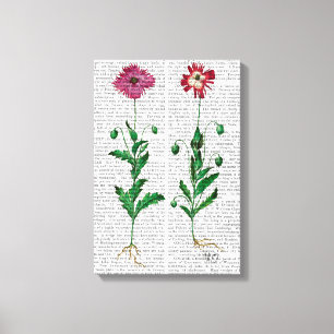 Italiaanse anjer 3 canvas afdruk