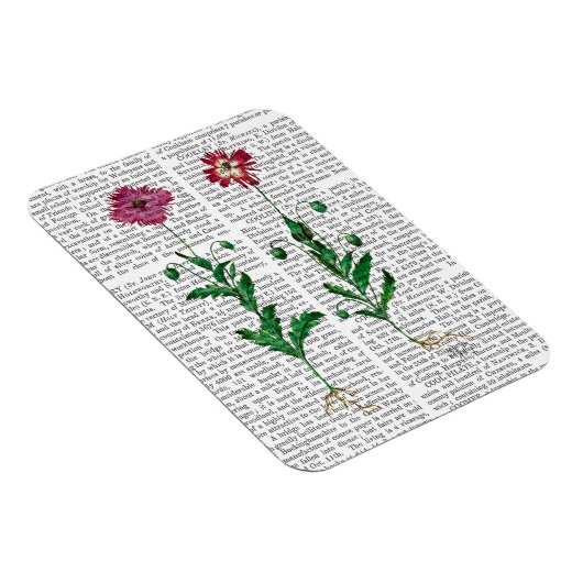 Italiaanse anjer 3 magneet (Rechterzijde)