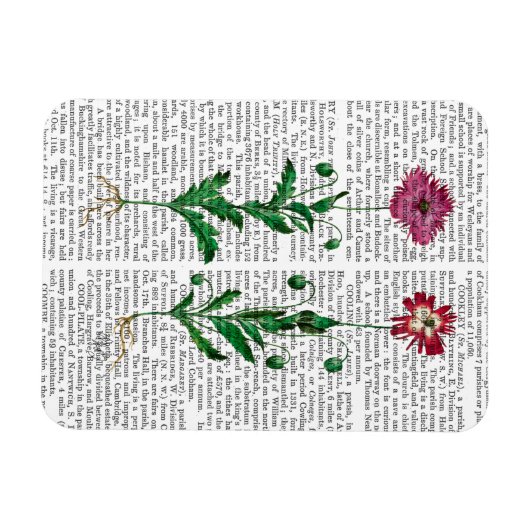 Italiaanse anjer 3 magneet (Horizontaal)