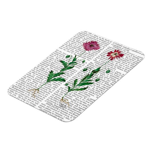 Italiaanse anjer 3 magneet (Linkerzijde)