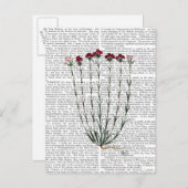 Italiaanse anjer 4 briefkaart (Voorkant / Achterkant)