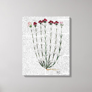 Italiaanse anjer 4 canvas afdruk