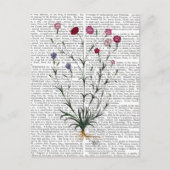 Italiaanse anjer 5 briefkaart (Voorkant)