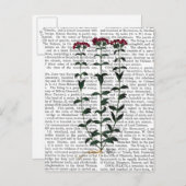 Italiaanse anjer 6 briefkaart (Voorkant / Achterkant)