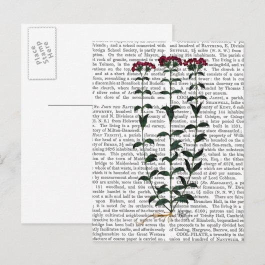 Italiaanse anjer 6 briefkaart (Voorkant / Achterkant)