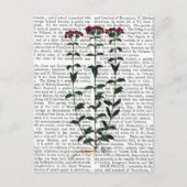 Italiaanse anjer 6 briefkaart (Voorkant)