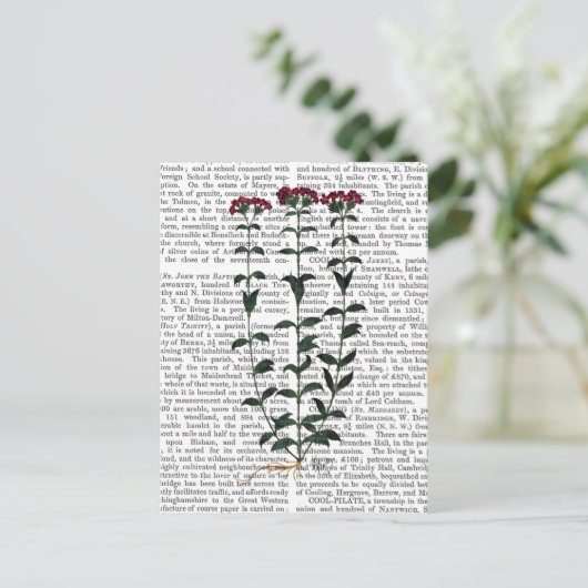 Italiaanse anjer 6 briefkaart (Staand voorkant)