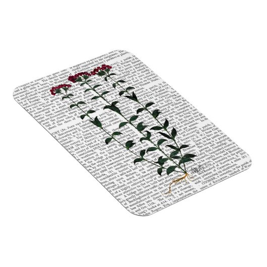 Italiaanse anjer 6 magneet (Rechterzijde)