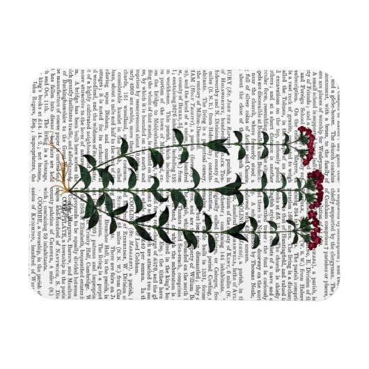 Italiaanse anjer 6 magneet (Horizontaal)