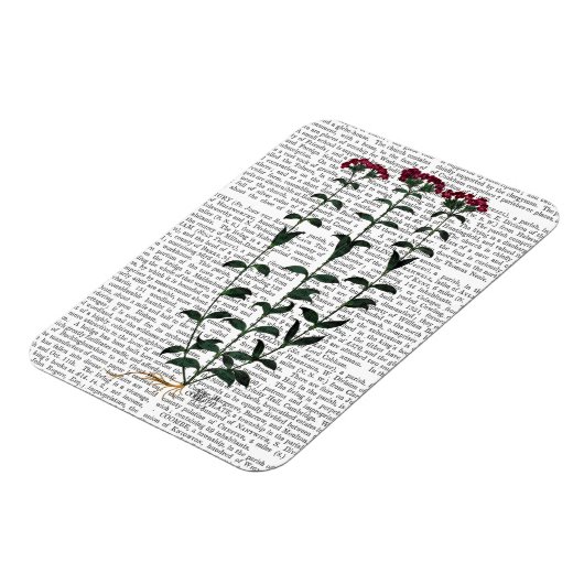 Italiaanse anjer 6 magneet (Linkerzijde)