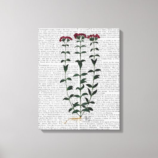 Italiaanse anjer canvas afdruk (Voorkant)