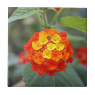 Italiaanse bloemen tegeltje