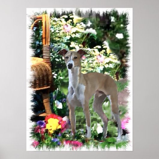 Italiaanse Greyhound Art Print (Voorkant)