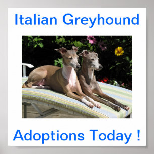 Italiaanse Greyhound Dog adopties vandaag tekenen Poster
