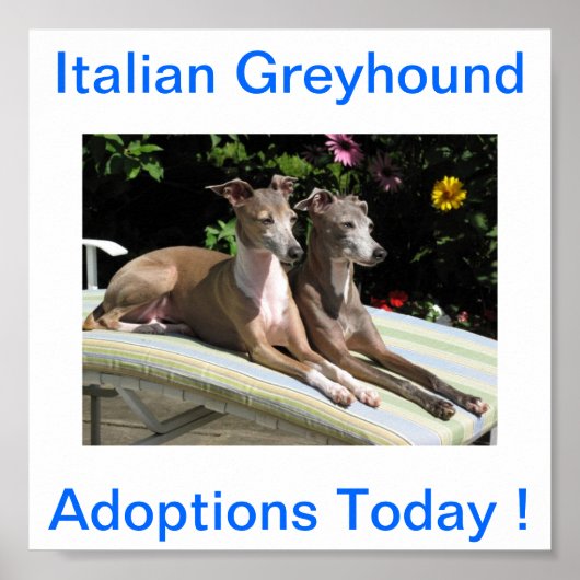 Italiaanse Greyhound Dog adopties vandaag tekenen Poster (Voorkant)