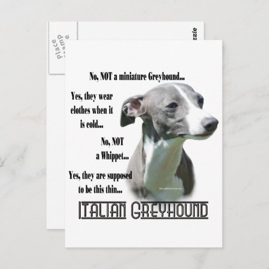 Italiaanse Greyhound FAQ Briefkaart (Voorkant / Achterkant)