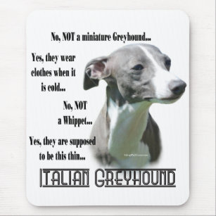Italiaanse Greyhound FAQ Muismat