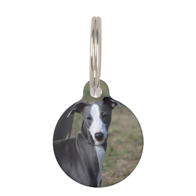 Italiaanse Greyhound Huisdierpenning (Voorkant)