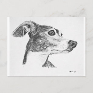 Italiaanse Greyhound Sketch Briefkaart