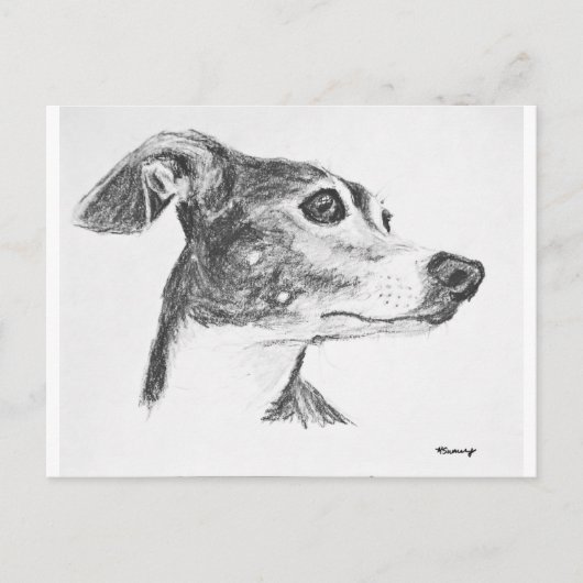 Italiaanse Greyhound Sketch Briefkaart (Voorkant)