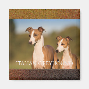 Italiaanse Greyhounds Magnet