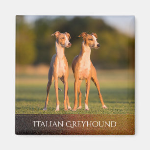 Italiaanse Greyhounds Magnet