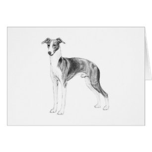 Italiaanse Greyhoundstijl