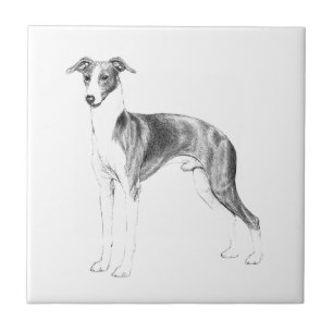 Italiaanse Greyhoundstijl Tegeltje