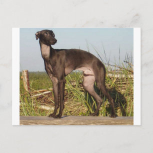 italiaanse griehond vol.png briefkaart
