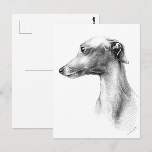 Italiaanse grijze whippet-portrettekenkunst briefkaart (Voorkant / Achterkant)