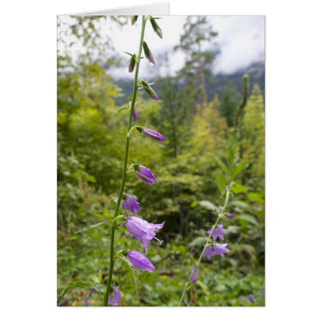 Italiaanse kaarten, Borgo Valsugana (Voorkant)