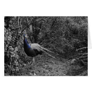 Italiaanse kaarten, Trento