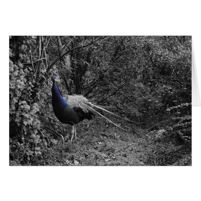 Italiaanse kaarten, Trento (Voorkant Horizontaal)