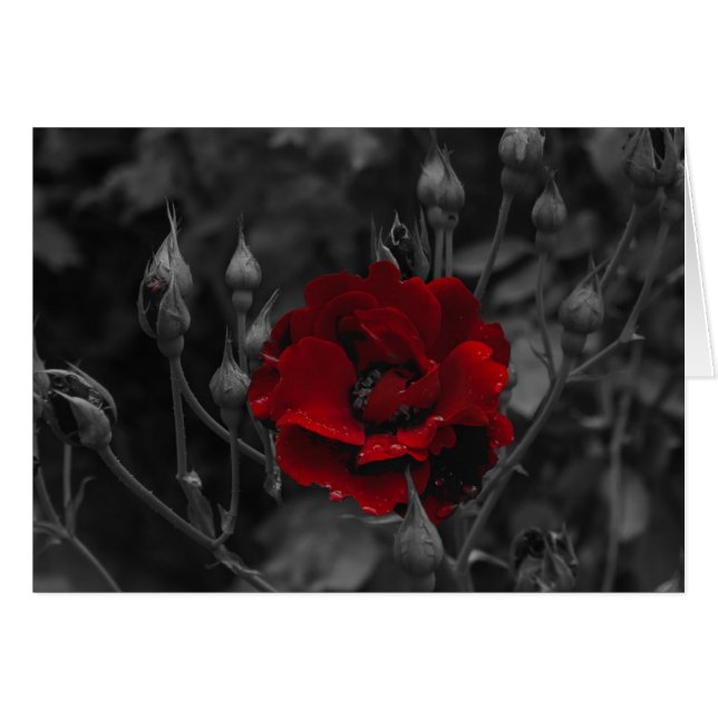 Italiaanse kaarten, Trento (Voorkant Horizontaal)