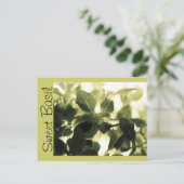 Italiaanse koks! Sweet Basil, Recipe Cards, Labels Briefkaart (Staand voorkant)