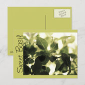 Italiaanse koks! Sweet Basil, Recipe Cards, Labels Briefkaart (Voorkant / Achterkant)