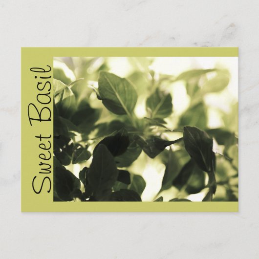 Italiaanse koks! Sweet Basil, Recipe Cards, Labels Briefkaart (Voorkant)