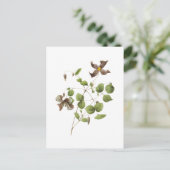 Italiaanse lederbloem (Clematis) van Redouté Briefkaart (Staand voorkant)