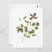 Italiaanse lederbloem (Clematis) van Redouté Briefkaart (Voorkant / Achterkant)