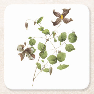 Italiaanse lederbloem (Clematis) van Redouté Kartonnen Onderzetters