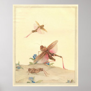 ITALIAANSE LOCUSTS - Insect Book Illustration Poster