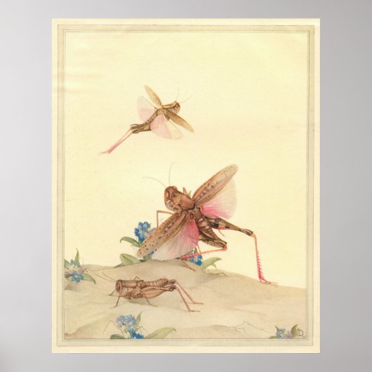 ITALIAANSE LOCUSTS - Insect Book Illustration Poster (Voorkant)
