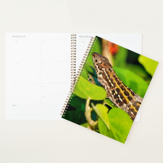 Italiaanse muurschild planner (Display)