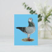 Italiaanse Owl Grizzle Pigeon Briefkaart (Staand voorkant)