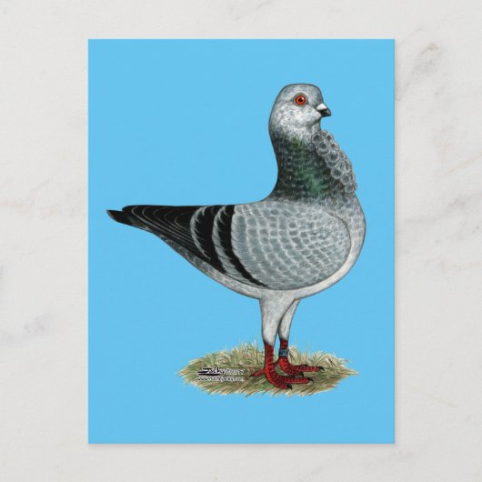 Italiaanse Owl Grizzle Pigeon Briefkaart (Voorkant)