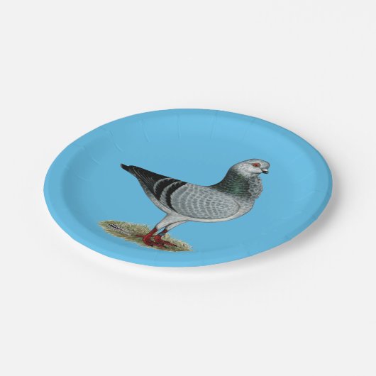 Italiaanse Owl Grizzle Pigeon Papieren Bordje (Gekanteld)