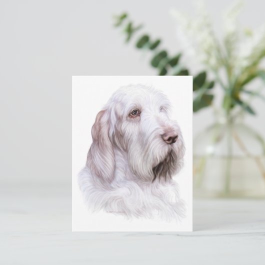 Italiaanse Spinone Italiano Kaart (Staand voorkant)