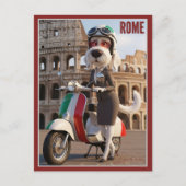 Italiaanse Spinone Rome Briefkaart (Voorkant)