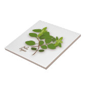 Italiaanse Tegel van Oregano Herb-keramiek Tegeltje (Zijkant)