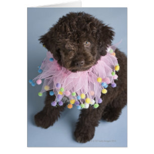 Italiaanse waterdog (Lagotto) Puppy